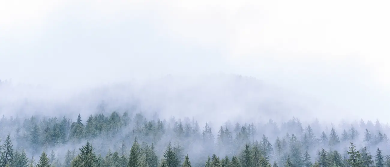 A pale ridge of pines dissolving into morning mist.