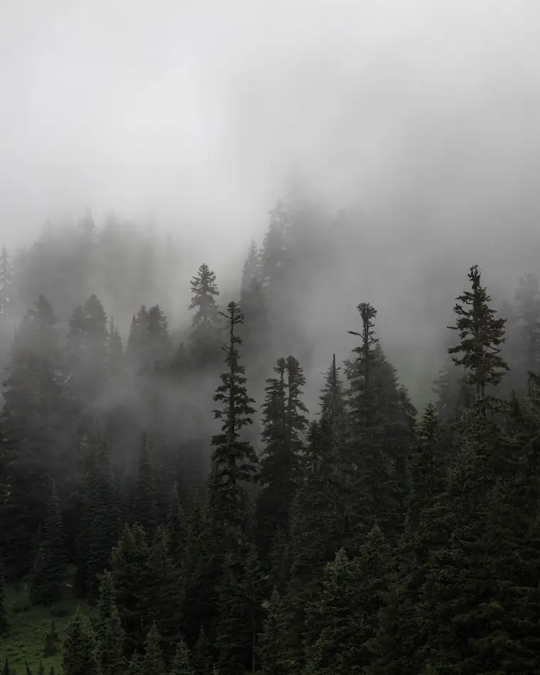 Mist moving through a stand of pines at first light.